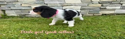Cavalier King Charles Spaniel dogs for sale: Beautiful health tested cavalier King Charles  - Advert 23