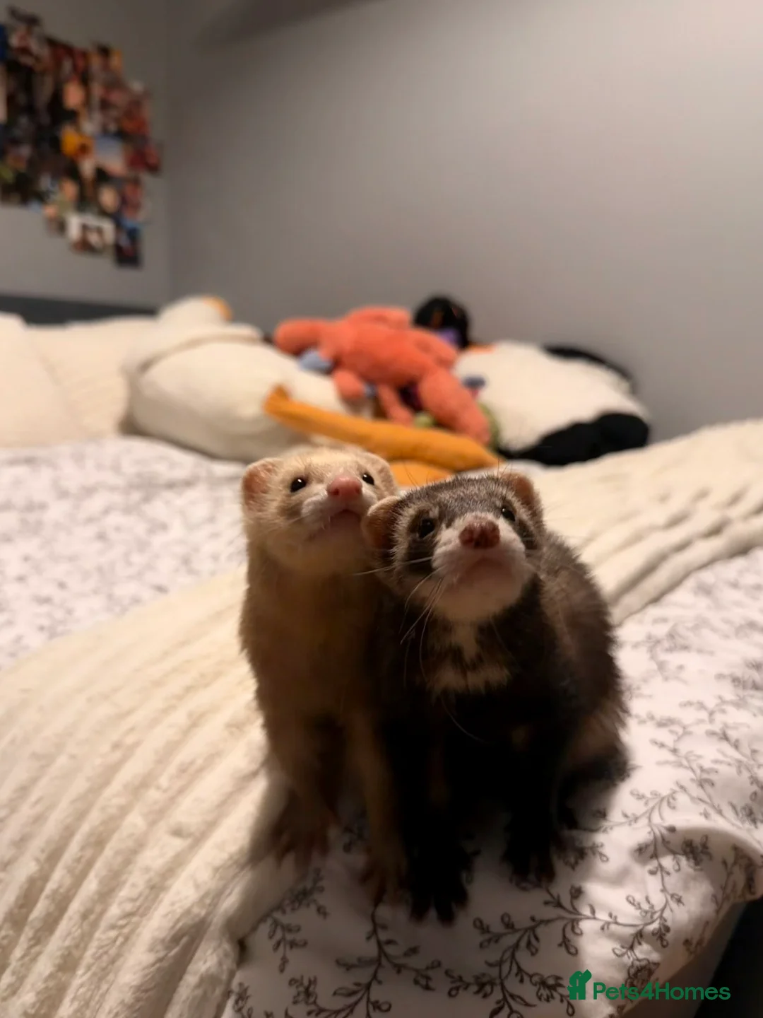 Ferret rodents for sale: Lovely two ferrets for sale  - Advert 1