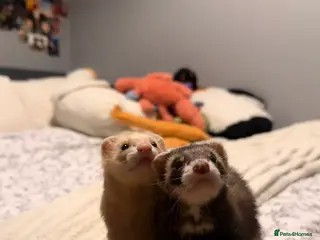 Ferret rodents Lovely two ferrets for sale - Advert 2