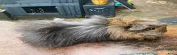 Guinea Pig rodents for sale: Male friendly Guinea pigs - Advert 2