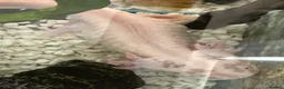 Axolotl reptiles for sale: Axolotl for rehoming  in Paignton - Advert 3