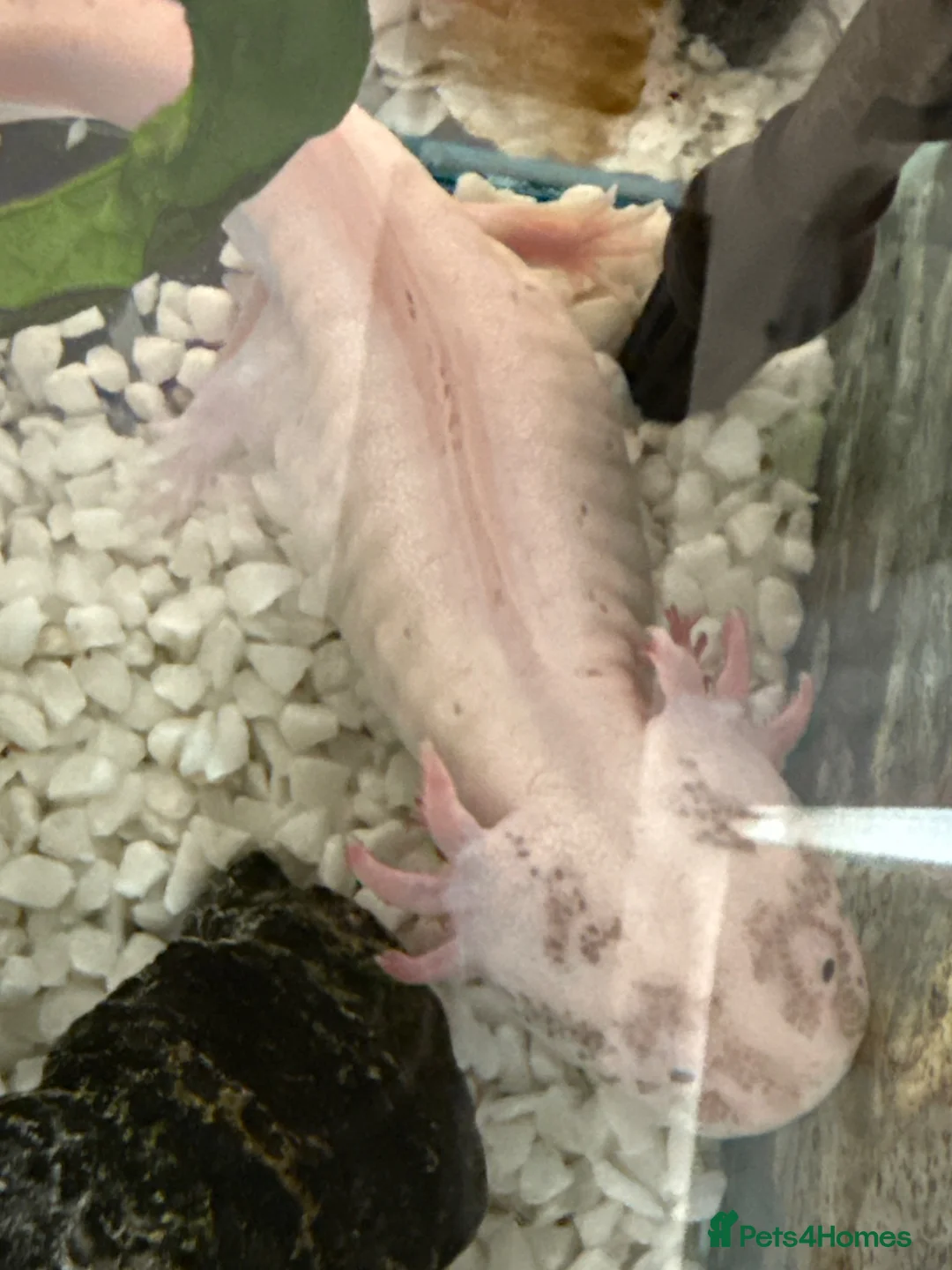 Axolotl reptiles for sale: Axolotl for rehoming  in Paignton - Advert 3