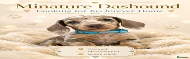 Miniature Dachshund 1
