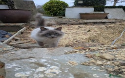 Ragdoll cats for sale: Ragdoll Breeding females - Advert 5