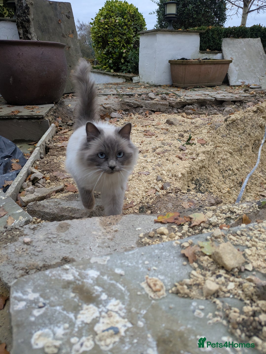 Ragdoll cats for sale: Ragdoll Breeding females - Advert 5