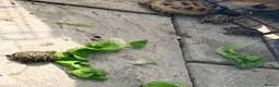 Tortoise reptiles for sale: Horsefield Tortoise - Advert 6