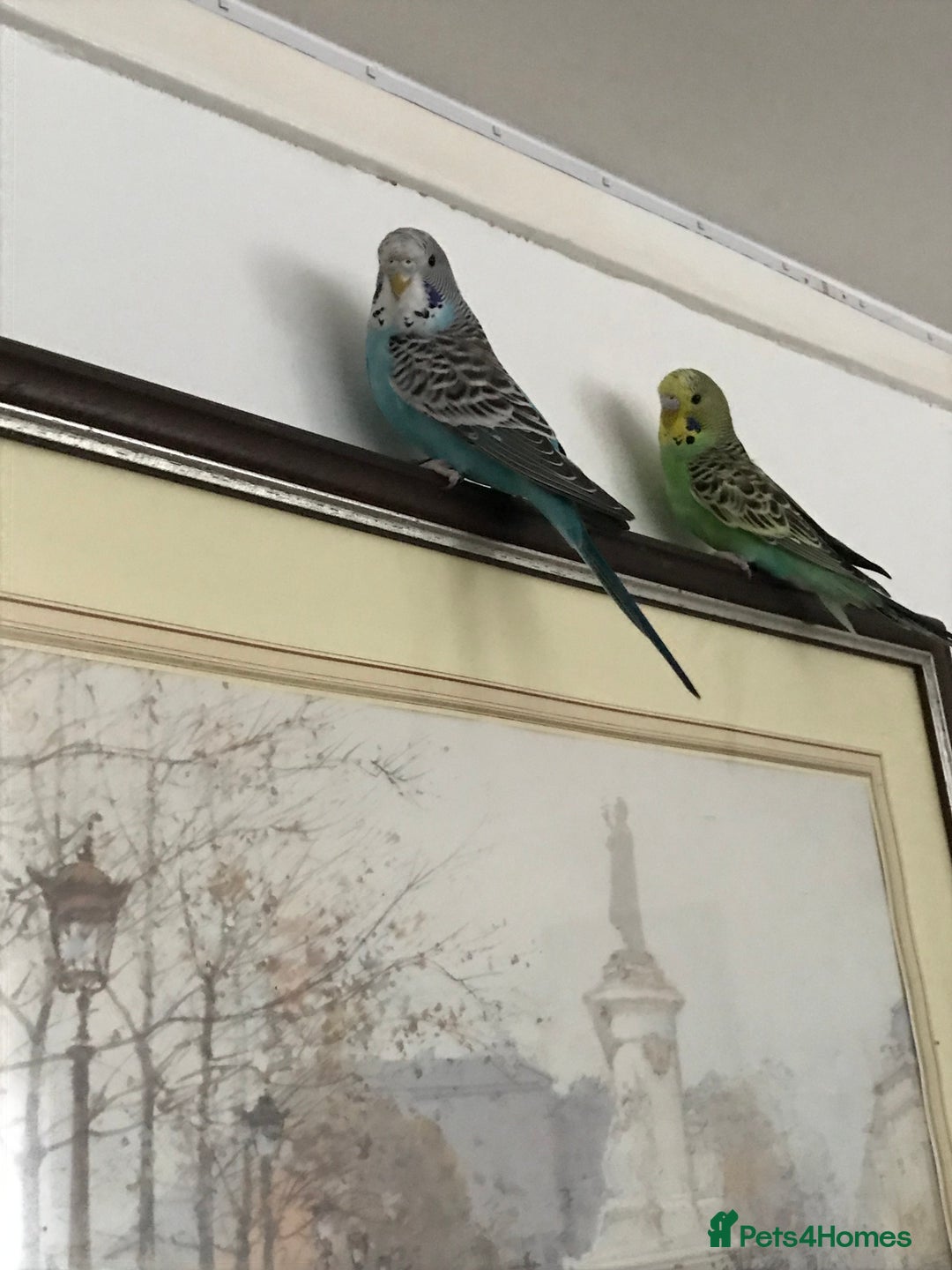 Budgerigars birds for sale: 2 budgies and cage - Image 10