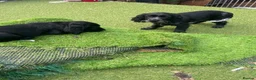 Cocker Spaniel dogs for sale: Cocker spaniel  - Advert 4