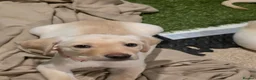 Labrador Retriever dogs for sale: Ready to leave labrador puppies 2girl 3male left  - Advert 30