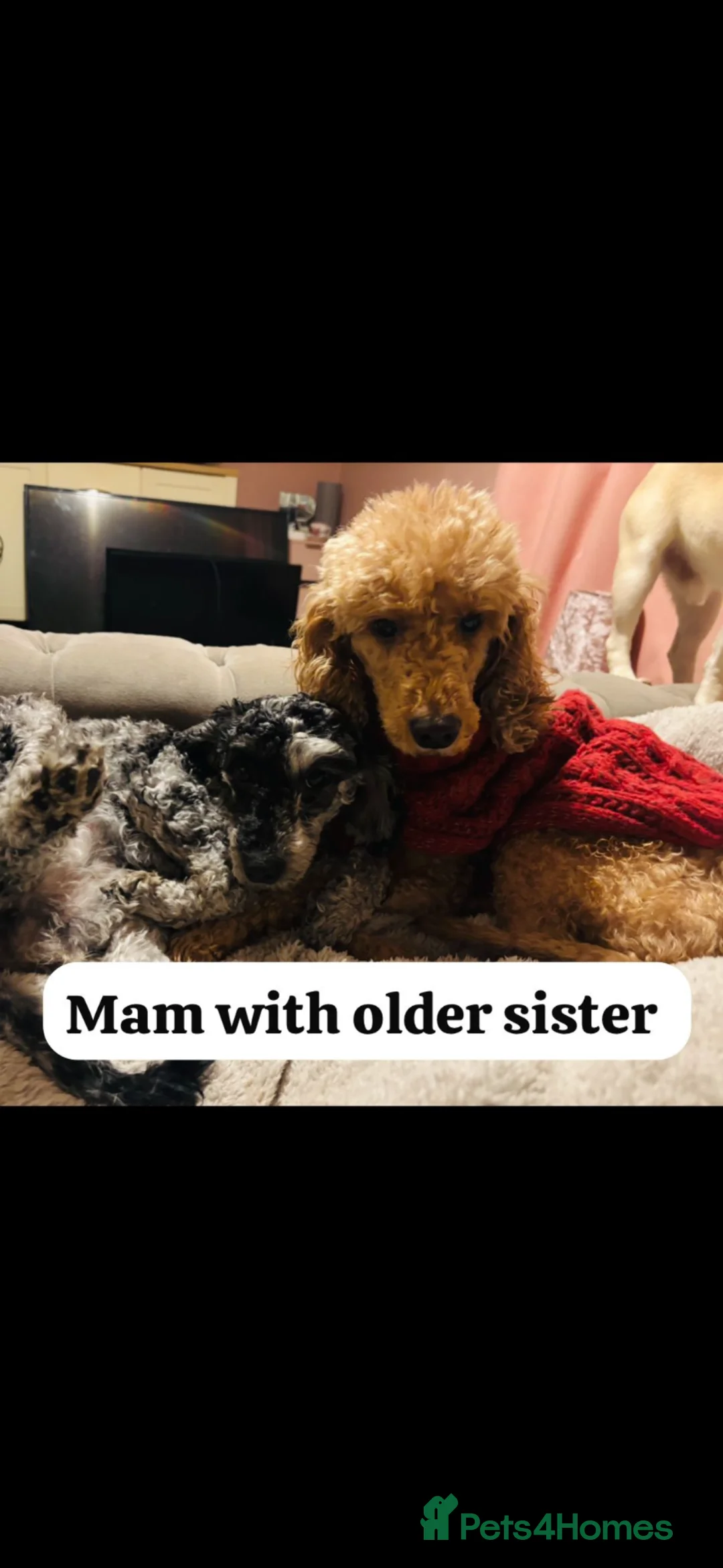 Miniature Poodle dogs for sale: Beautiful miniature poodle puppies  in Bishop Auckland - Advert 25