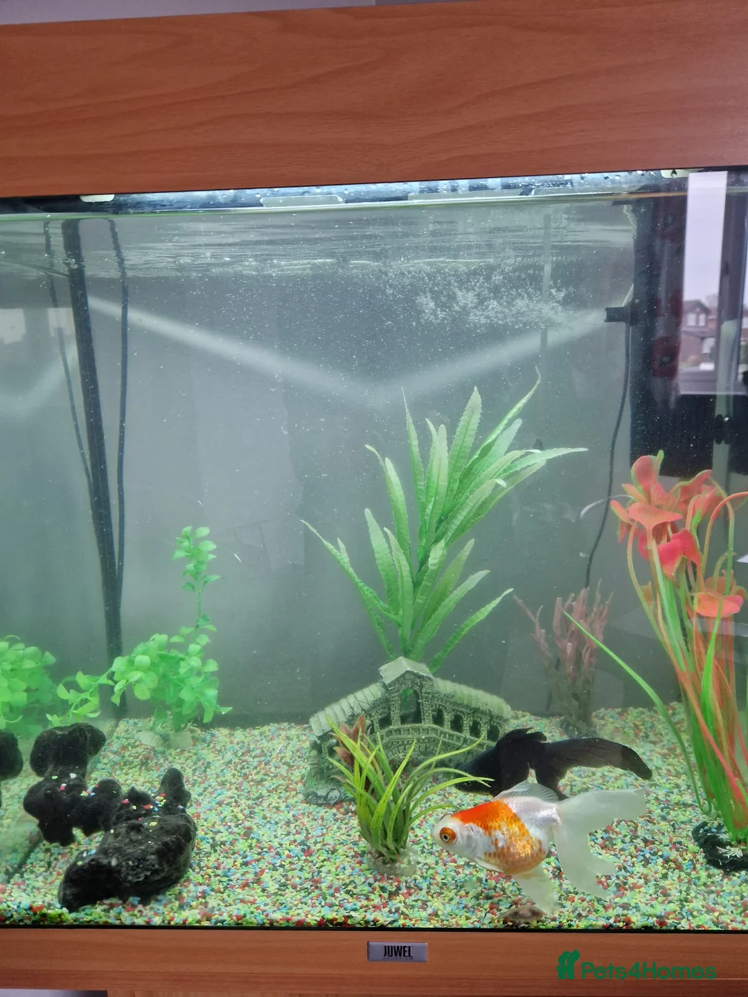 Fancy Goldfish fish for sale: 2 Fish with 120l Juwel tank for sale in Leicester - Advert 2