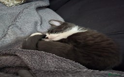 British Shorthair cats for sale: Beautiful British shorthair kittens - Advert 6