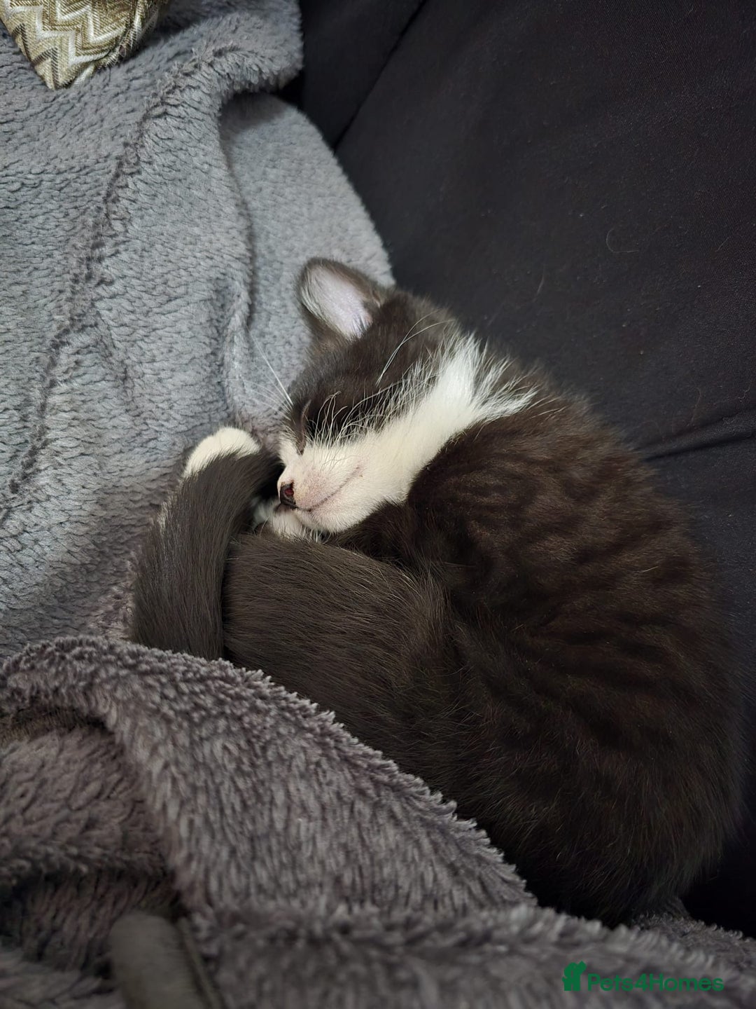 British Shorthair cats for sale: Beautiful British shorthair kittens - Advert 6