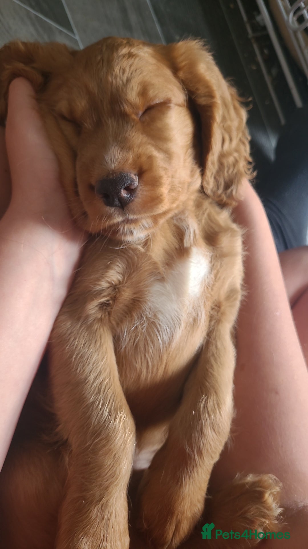 Cocker Spaniel dogs for sale: Working cocker spaniels READY NOW - Image 12