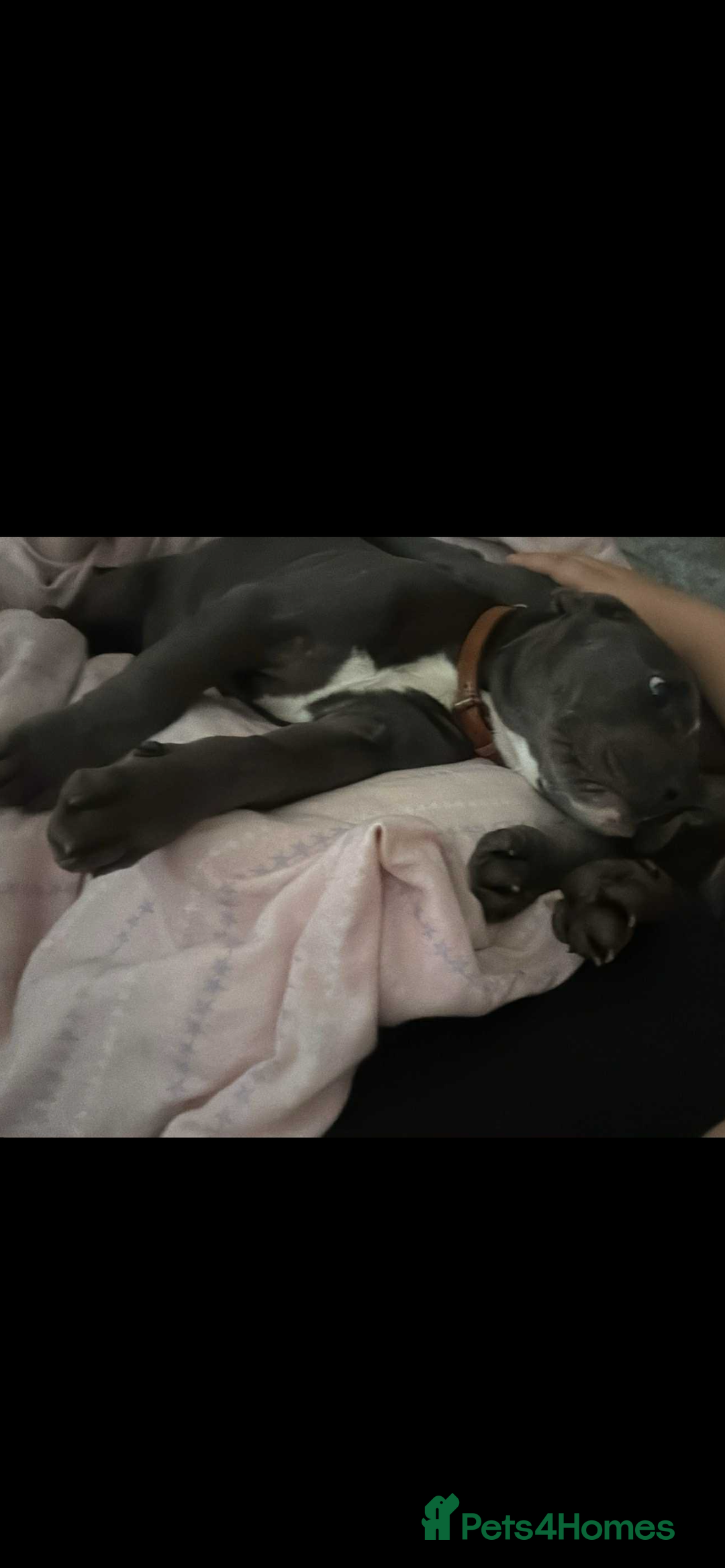 American Bully dogs for sale: Female bully  - Advert 3