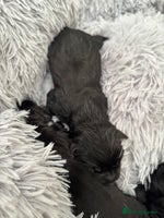 Labrador Retriever dogs Black Labrador puppies in time for ** - Advert 5