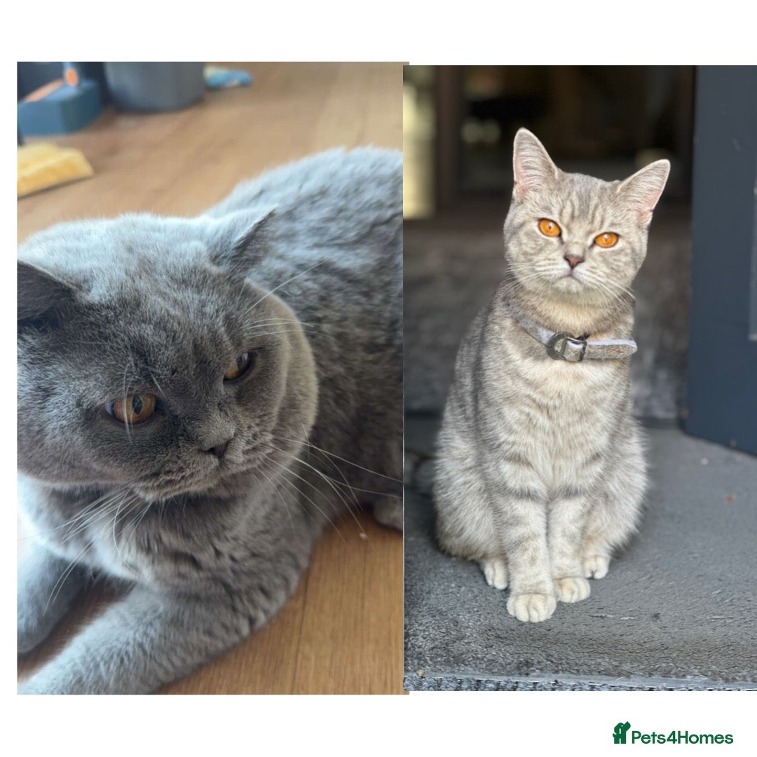 British Shorthair cats for sale: British short hair - Image 6