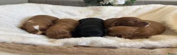 Cavapoo dogs for sale: F1 Cavapoo puppies health test clear - Advert 9