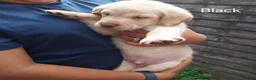 Labrador Retriever dogs for sale: Labrador puppies 🐶  in Rushden - Advert 8