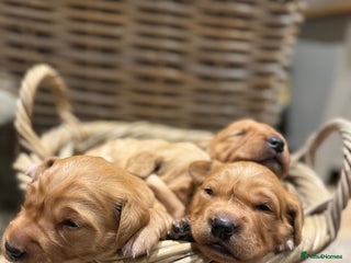 Golden Retriever dogs Working Golden Retriever puppies - Advert 1