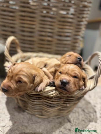 Golden Retriever dogs Working Golden Retriever puppies - Advert 3