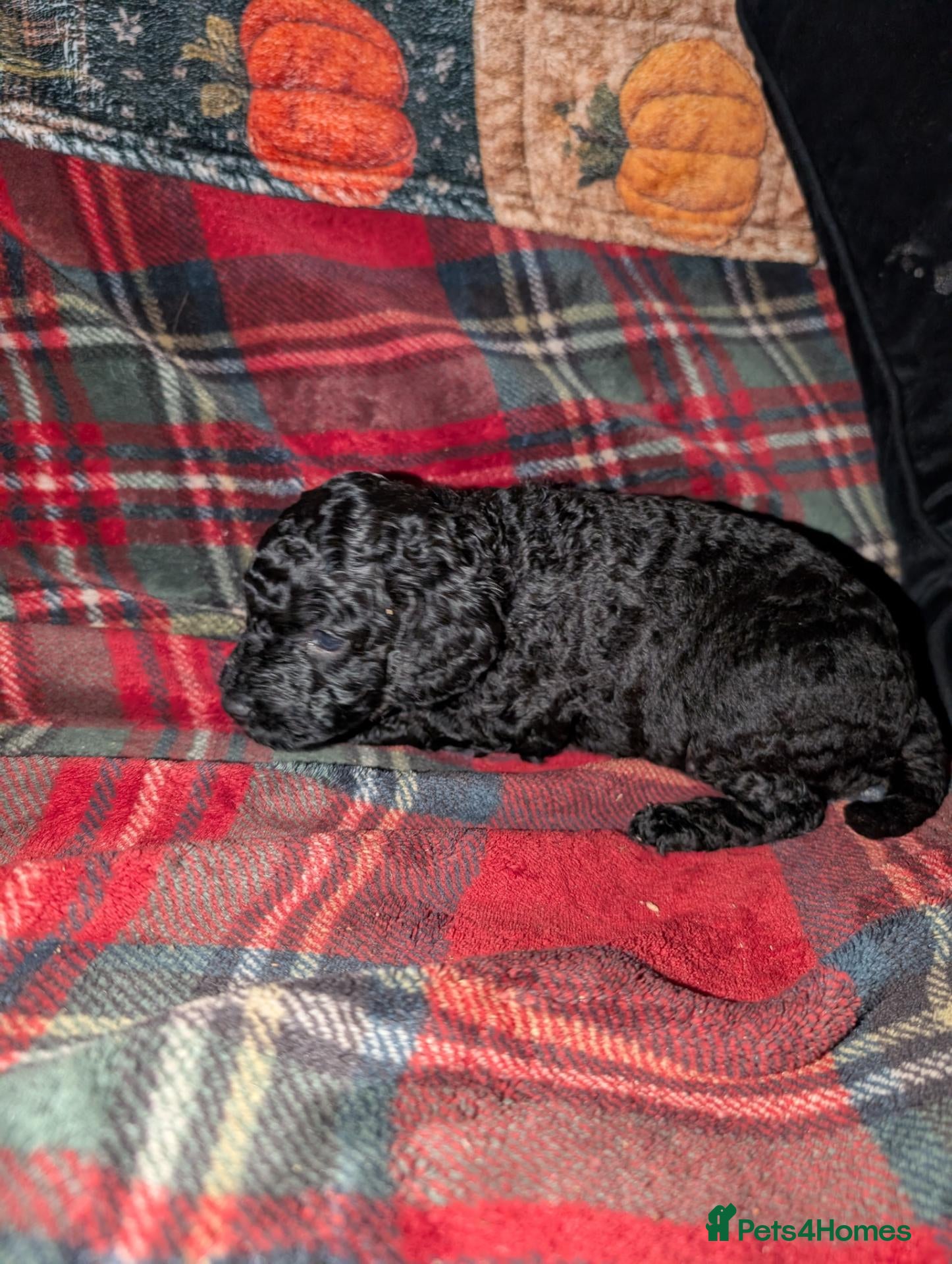 Miniature Poodle dogs Just one lovely boy left  - Advert 2