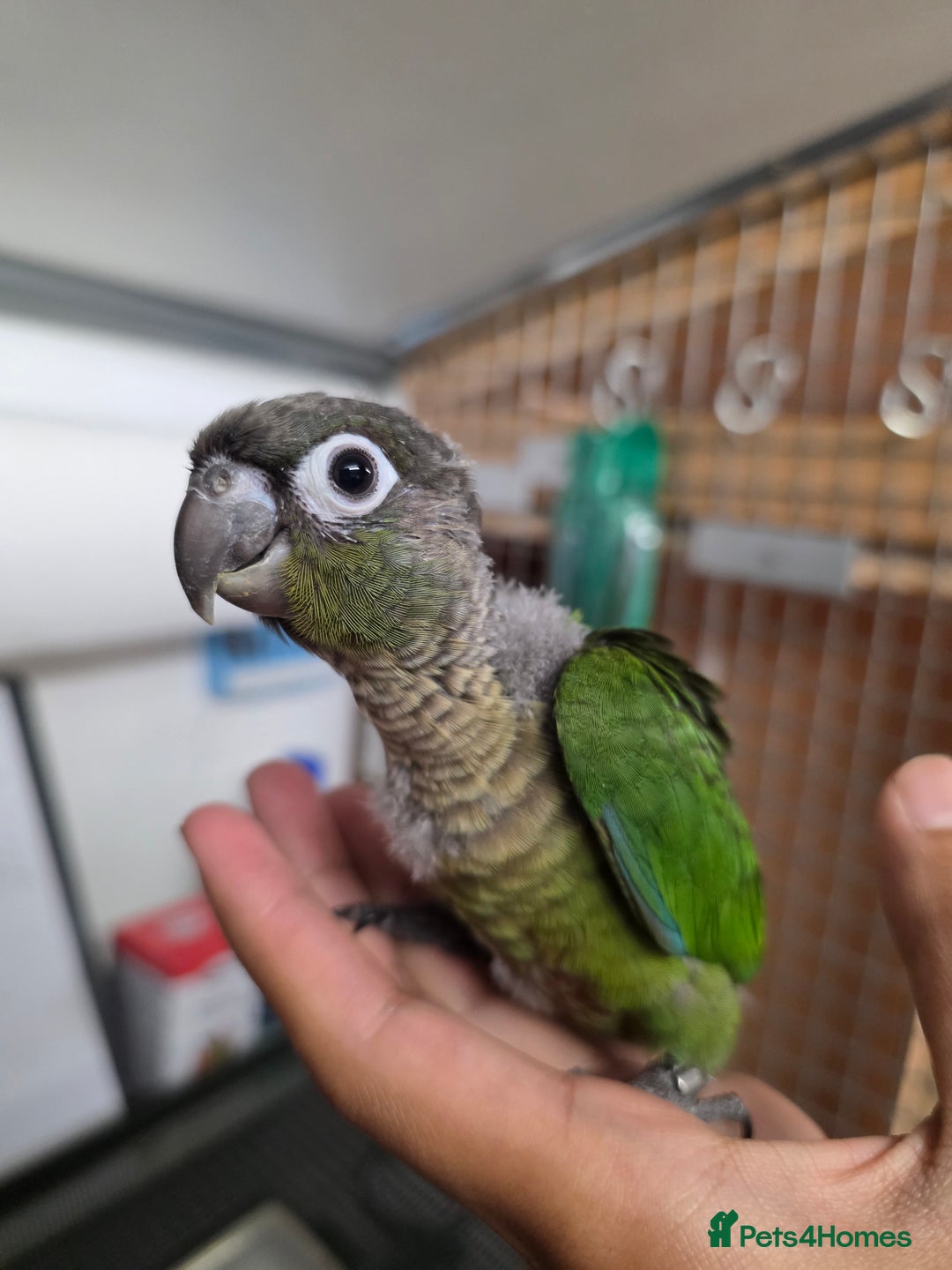 Parrots birds for sale: Handreared Baby Green Cheek Tame Conures  - Image 12