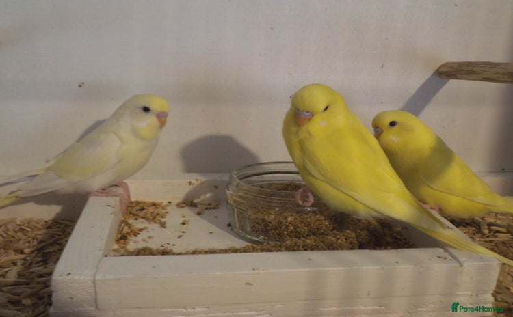 Budgerigars birds - Advert 1