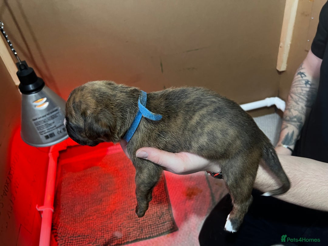 Boxer dogs for sale: Boxer Puppies UPDATED PHOTOS  - Advert 11