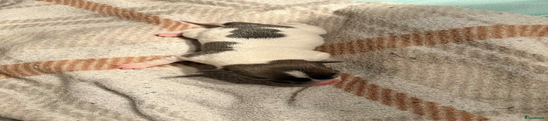 Jack Russell Puppy 2