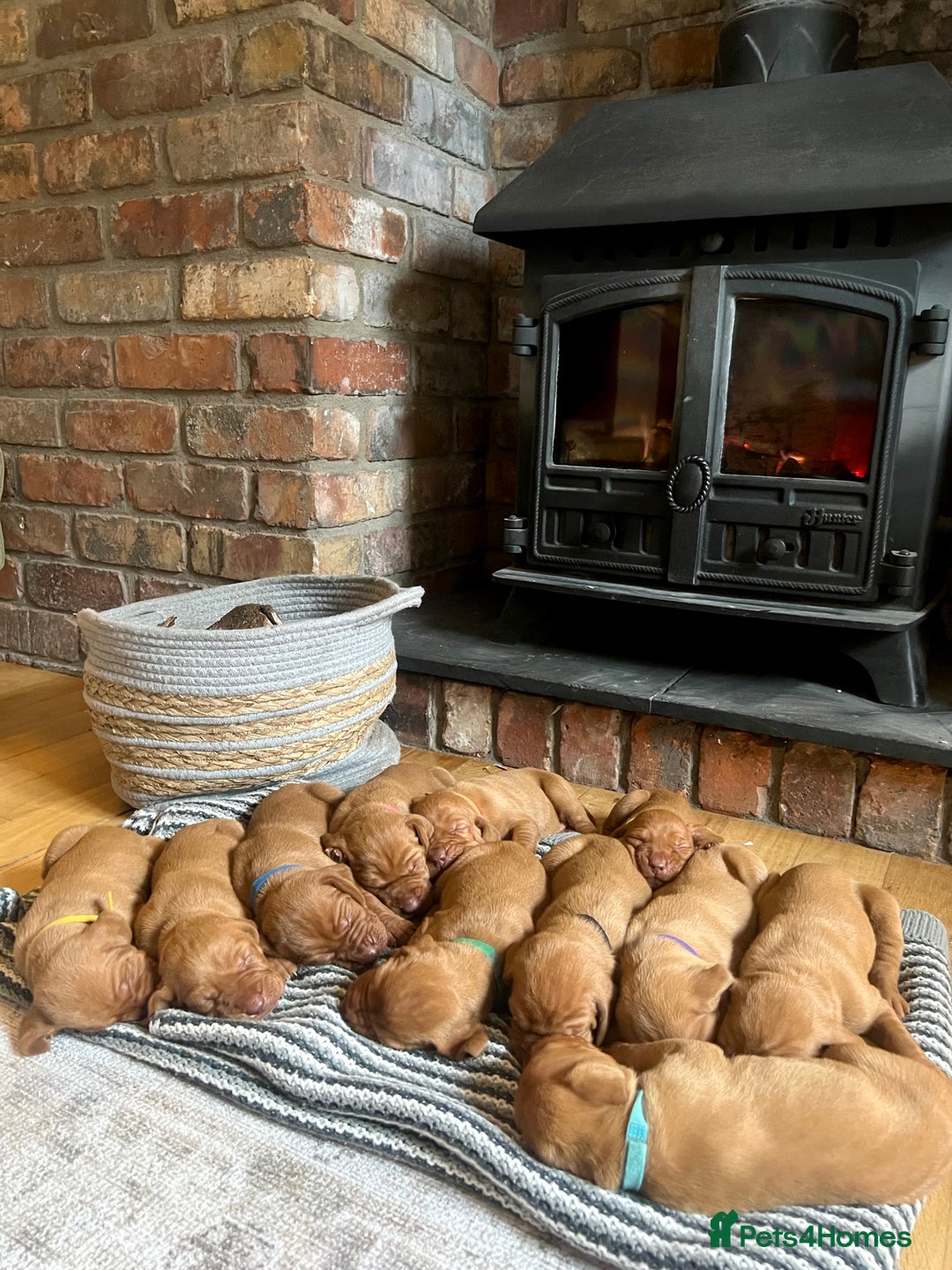 Hungarian Vizsla dogs for sale: Hungarian Vizsla Puppies  - Image 2