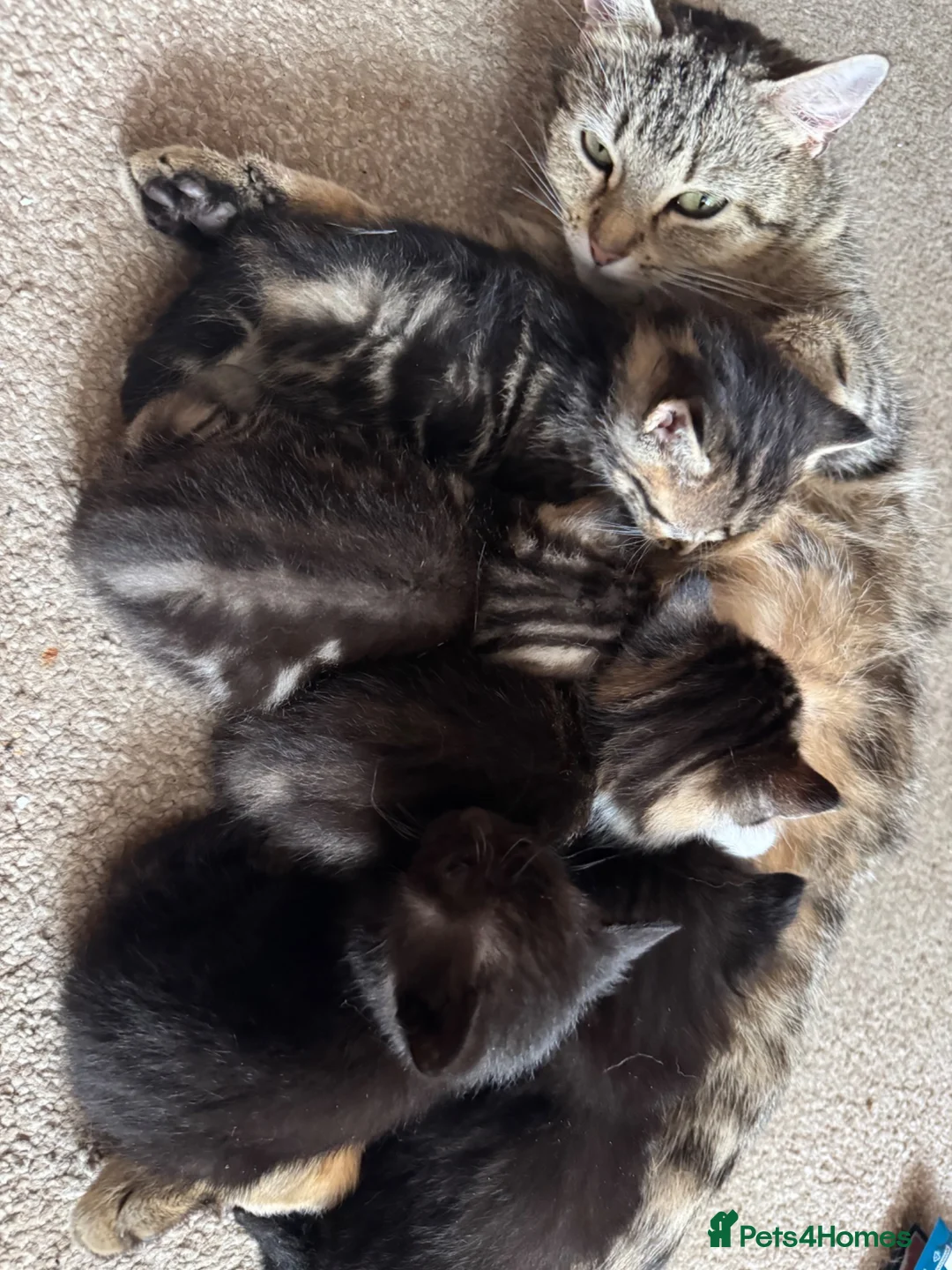 Mixed Breed cats for sale: Beautiful kitten 3 males and 3 females in Harlow - Advert 1