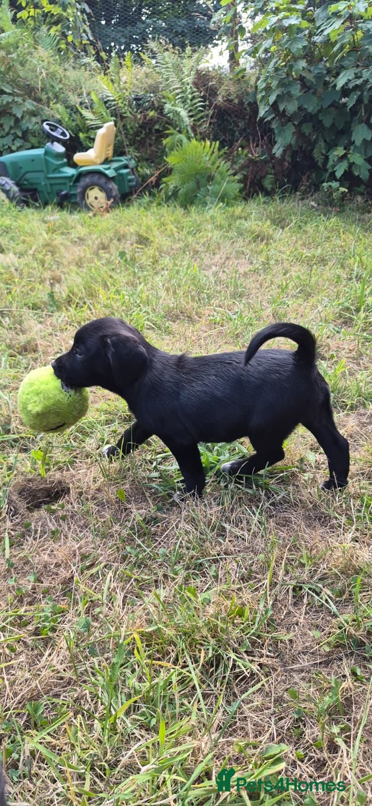 Mixed Breed dogs Sprollies - Cocker x Collie Puppies - Advert 2