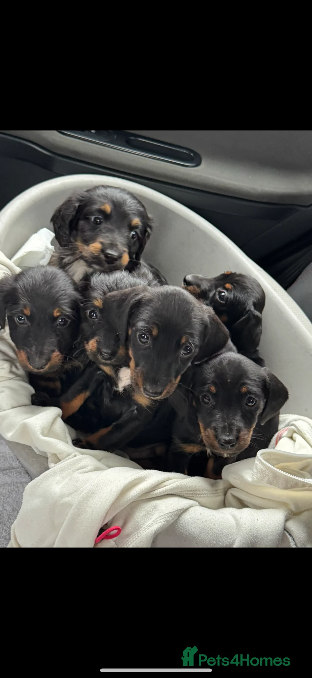 Miniature Dachshund dogs for sale: Miniature dachshunds - Advert 25