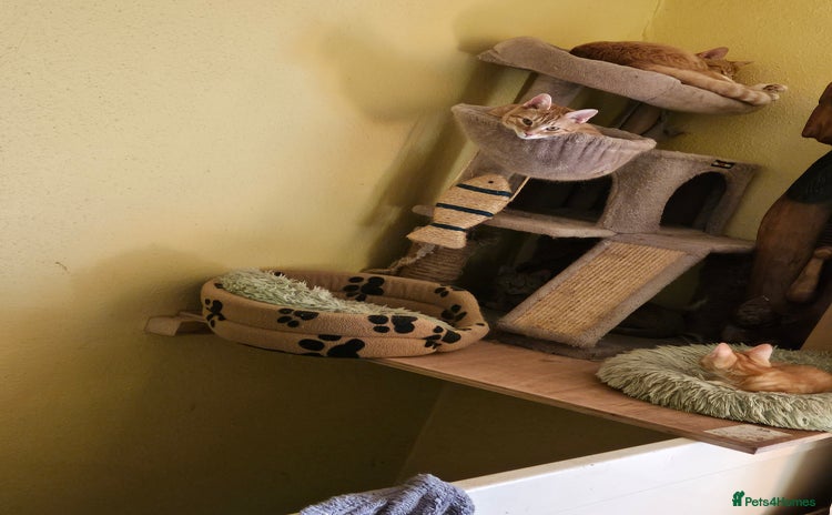 British Shorthair cats Ginger British Shorthair kitten - Advert 1