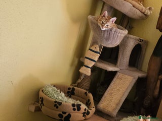 British Shorthair cats Ginger British Shorthair kitten - Advert 5