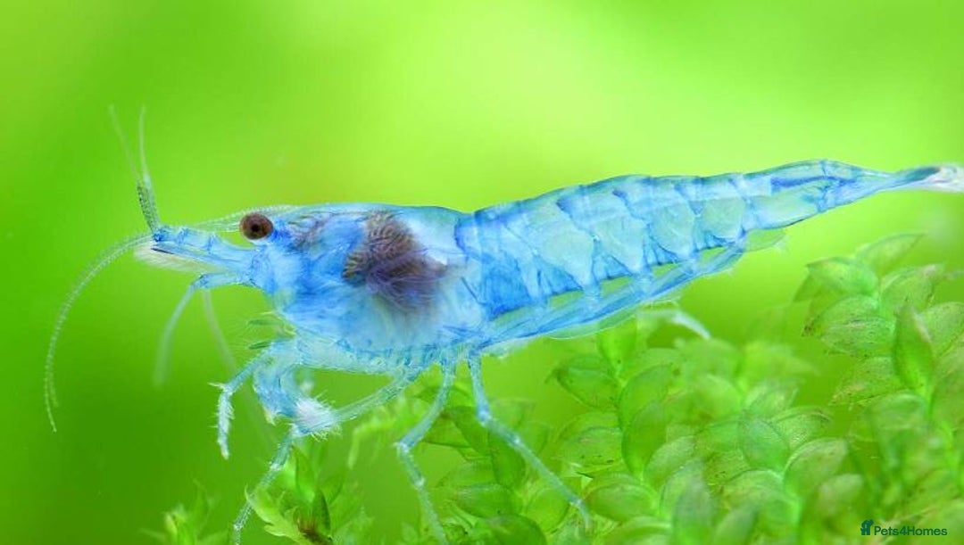 Shrimps fish for sale: 🔥Juv. RED, BLUE & YELLOW SHRIMP🦐 + free plant 🍃 - Advert 13