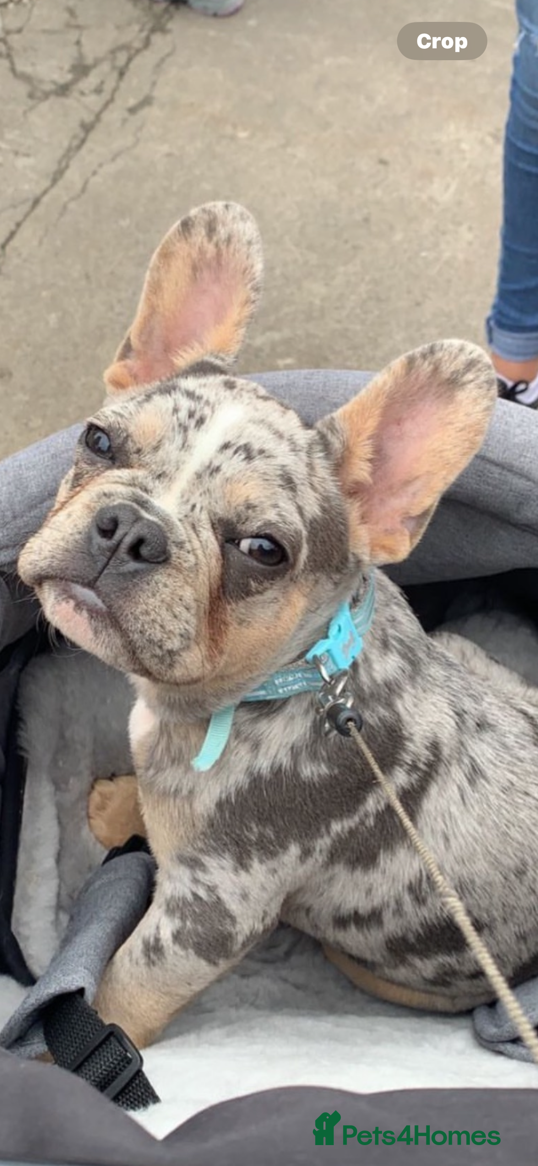 French Bulldog dogs for sale: FRENCH-BULLDOG LITTER  - Advert 3