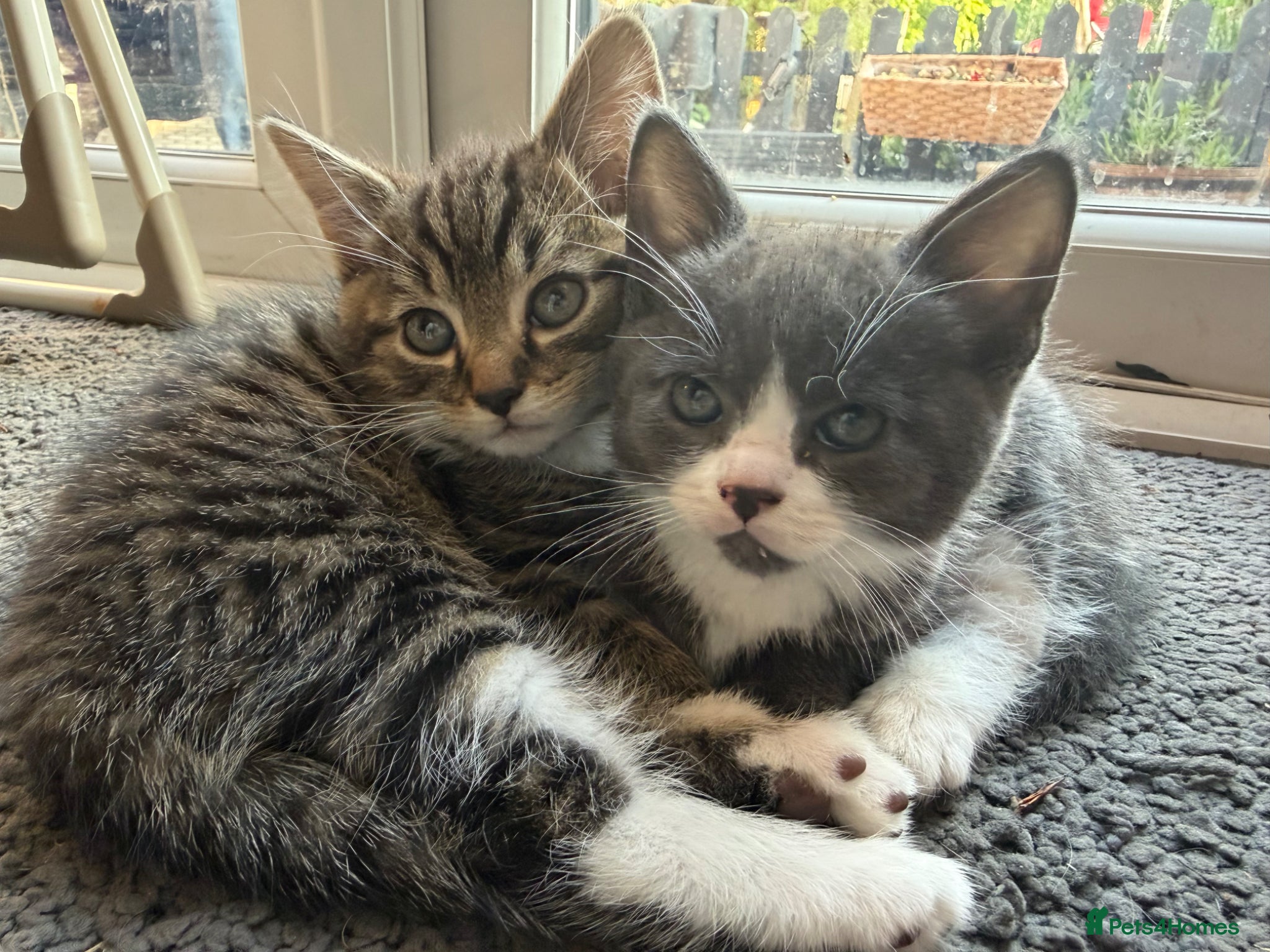 Mixed Breed cats 🐾 2 Beautiful Male Kittens Ready for Homes 🐾 - Advert 8
