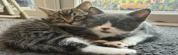 Mixed Breed cats for sale: 🐾 2 Beautiful Male Kittens Ready for Homes 🐾 in Ipswich - Advert 1