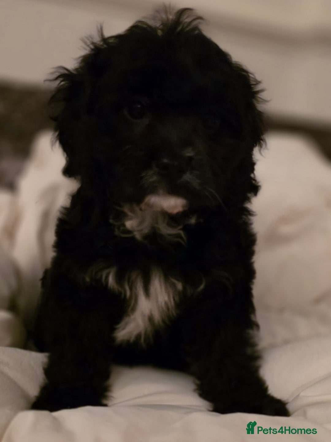 Cavapoo dogs for sale: TOY CAVAPOO BOY - Advert 1