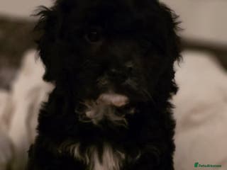 Cavapoo dogs TOY CAVAPOO BOY - Advert 1