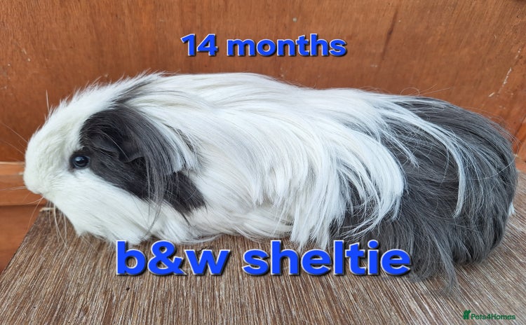 Guinea Pig rodents - Advert 7