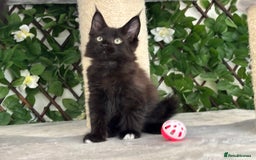Maine Coon cats for sale: TICA 5 GEN PEDIGREE DNA TESTED  - Image 27