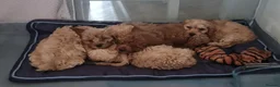 Cavapoo dogs for sale: Cavapoo puppies, ready now! - Advert 5