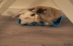 Mini Lop rabbits for sale: 4 months old adorable Mini Lops - Advert 1