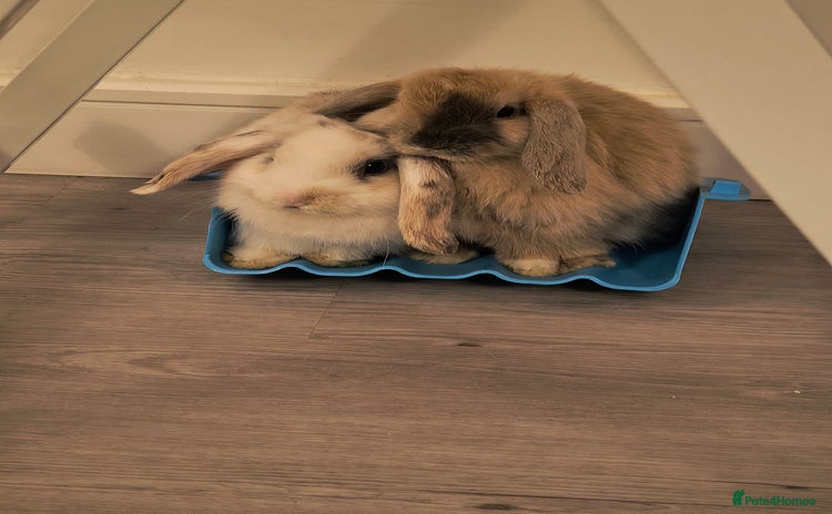 Mini Lop rabbits 4 months old adorable Mini Lops - Advert 2