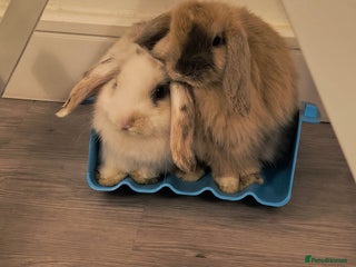 Mini Lop rabbits 4 months old adorable Mini Lops - Advert 7
