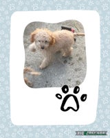 Cockapoo dogs - Advert 8