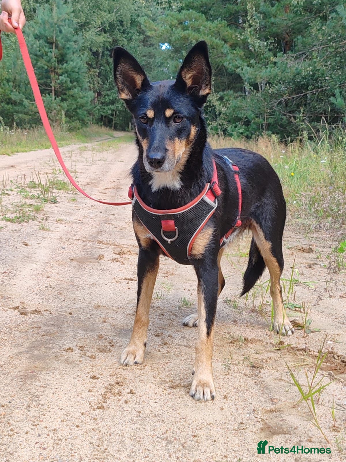 German Shepherd dogs TINA – German Shepherd (Female) - Advert 19